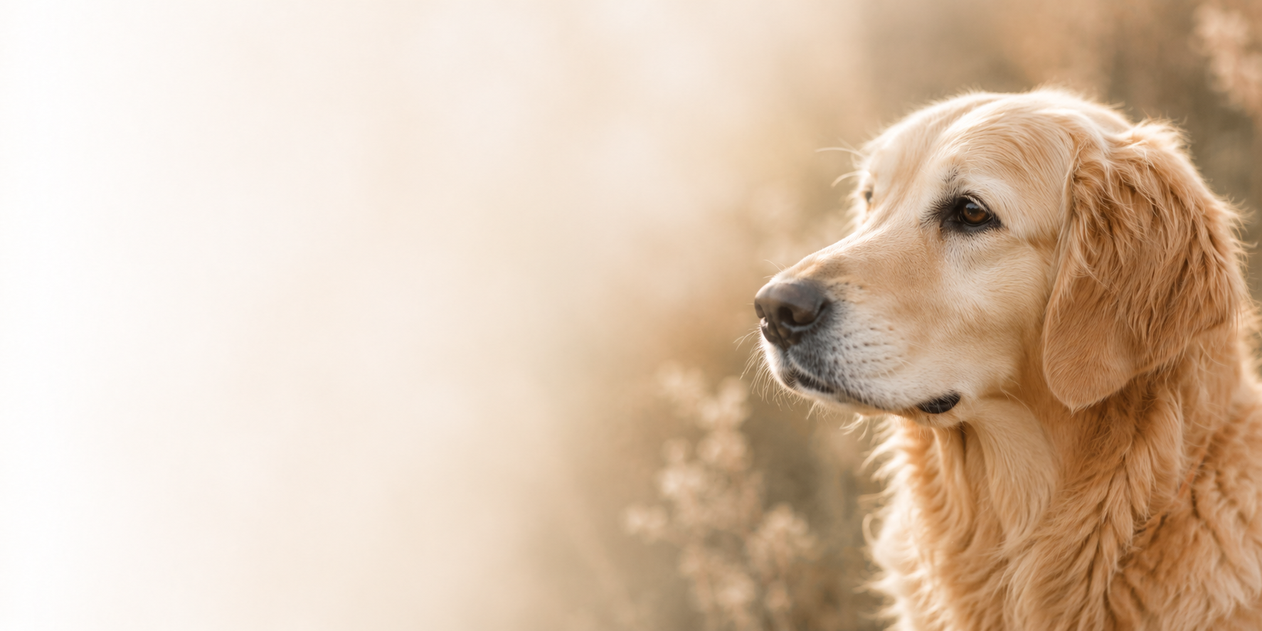 fond-chien-memory